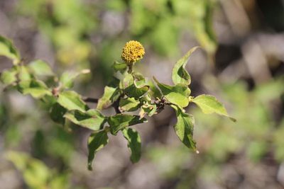 Podanthus mitiqui, photographed by Cesar Ormazabal