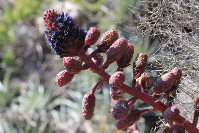 Puya venusta, photographed by Cesar Ormazabal
