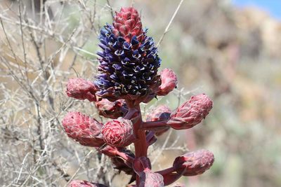Puya venusta, photographed by Cesar Ormazabal