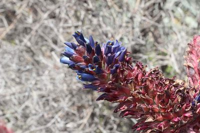 Puya venusta, photographed by Cesar Ormazabal