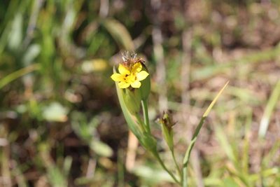 Sisyrinchium graminifolium, photographed by Cesar Ormazabal