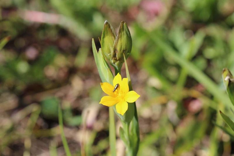 Sisyrinchium graminifolium, photographed by Cesar Ormazabal