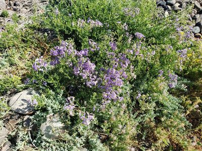 Solanum pinnatum, photographed by Cesar Ormazabal