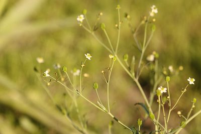 Ranunculus apiifolius, photographed by Holger Braun