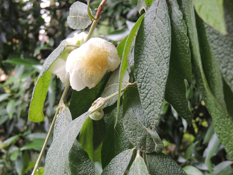 Campomanesia guazumifolia, photographed by William G. Borges