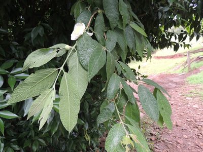 Campomanesia guazumifolia, photographed by William G. Borges