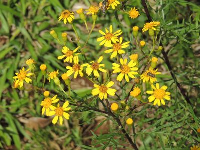 Senecio brasiliensis, photographed by William G. Borges