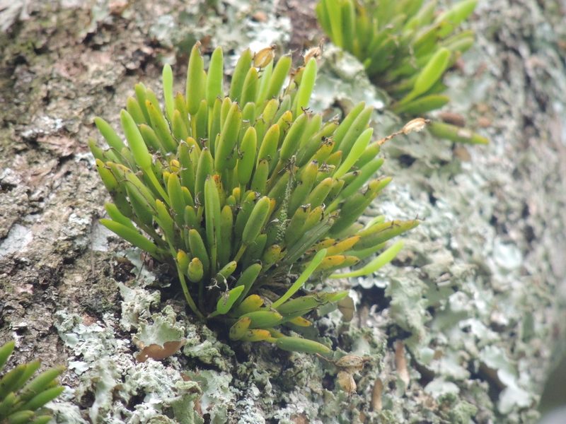 Acianthera sonderiana, photographed by William G. Borges