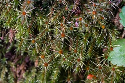 Pohlia longibracteata, photographed by Jeremiah Degenhardt