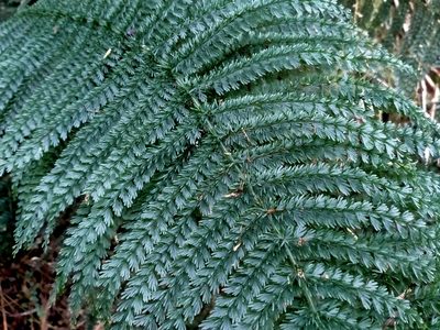 Leptopteris superba, photographed by John Barkla