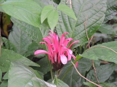 Justicia carnea, photographed by William G. Borges