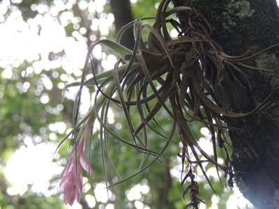 Tillandsia stricta, photographed by William G. Borges