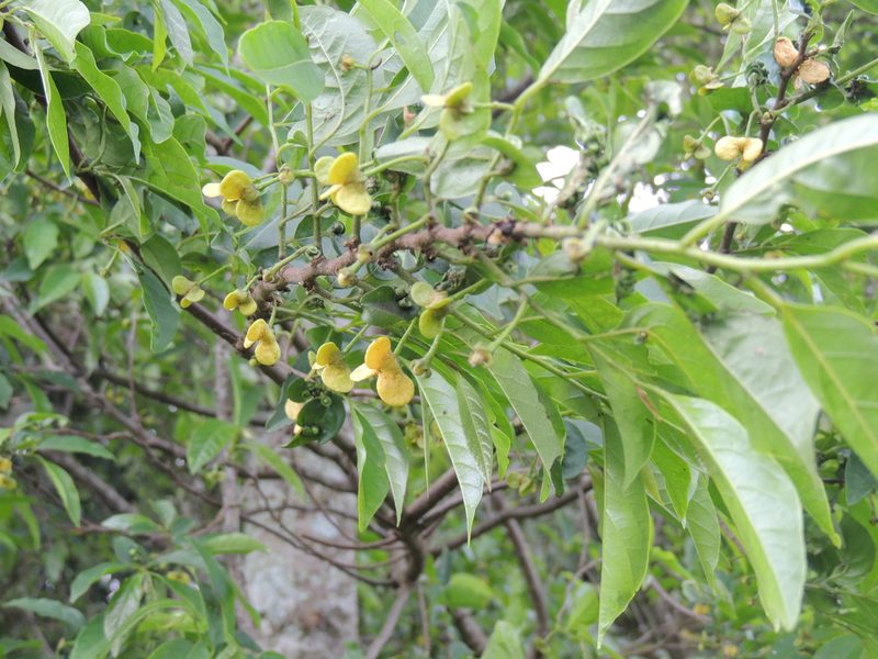 Annona rugulosa, photographed by William G. Borges