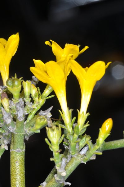 Menodora robusta, photographed by aacocucci