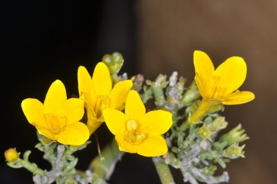 Menodora robusta, photographed by aacocucci