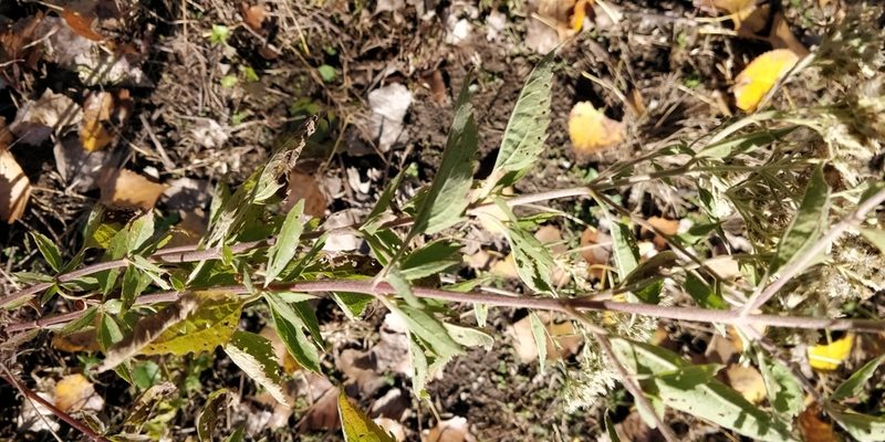 Eupatorium serotinum, photographed by Jeff D Hansen