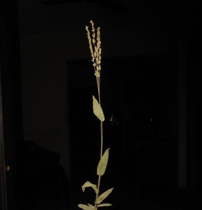 Alloteropsis cimicina, photographed by S.MORE