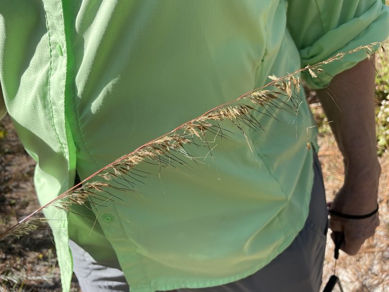 Sorghastrum secundum, photographed by Connie Nagele