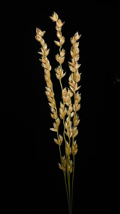 Alloteropsis cimicina, photographed by S.MORE