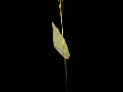 Alloteropsis cimicina, photographed by S.MORE