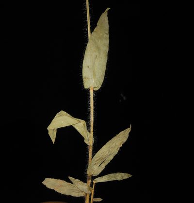 Alloteropsis cimicina, photographed by S.MORE