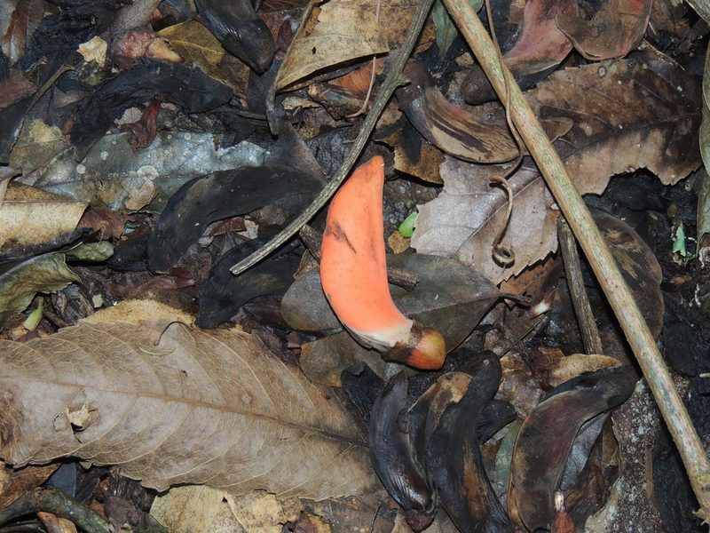 Erythrina falcata, photographed by William G. Borges