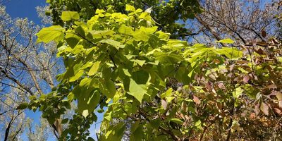 Catalpa speciosa, photographed by Jeff D Hansen