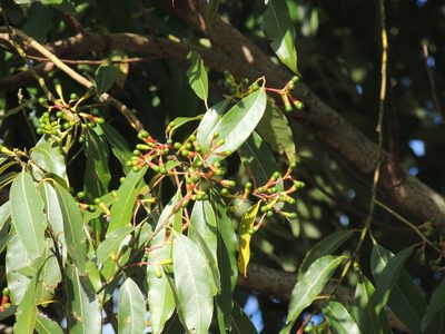 Ocotea puberula, photographed by William G. Borges
