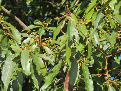 Ocotea puberula, photographed by William G. Borges