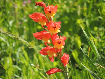 Gladiolus dalenii, photographed by William G. Borges