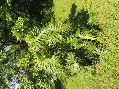 Philodendron bipinnatifidum, photographed by William G. Borges