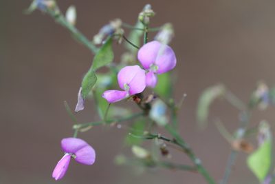 Desmodium paniculatum, photographed by Rich Sommer