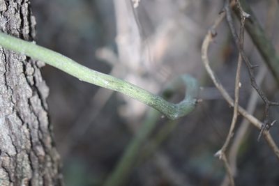 Berchemia scandens, photographed by Rich Sommer