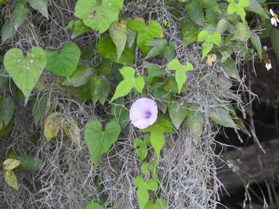 Ipomoea cordatotriloba, photographed by Andy