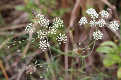 Tiedemannia filiformis, photographed by Lauren McLaurin