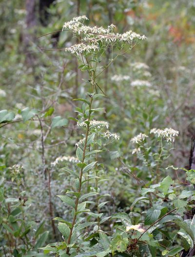 Doellingeria sericocarpoides, photographed by Lauren McLaurin