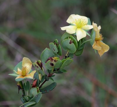 Hypericum crux-andreae, photographed by Lauren McLaurin