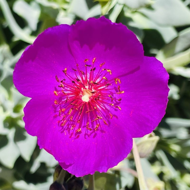 Cistanthe grandiflora, photographed by Francisco E. Fonturbel