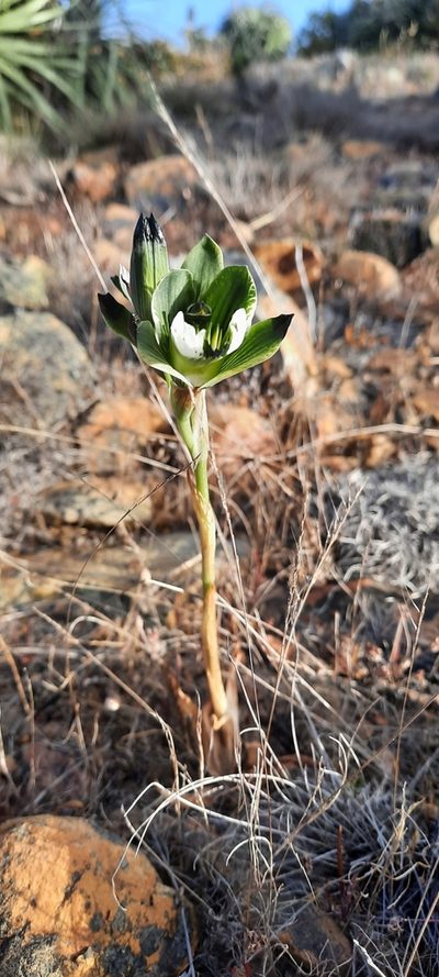 Chloraea tectata, photographed by Orlando Fuenzalida