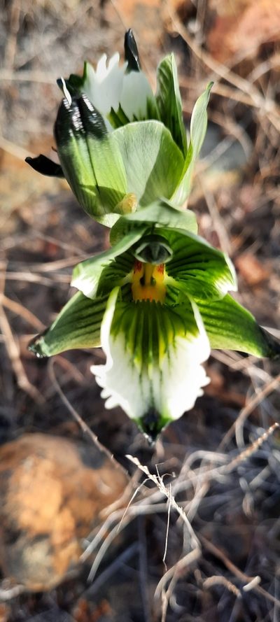 Chloraea tectata, photographed by Orlando Fuenzalida