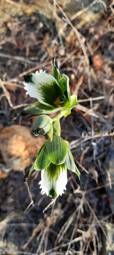 Chloraea tectata, photographed by Orlando Fuenzalida