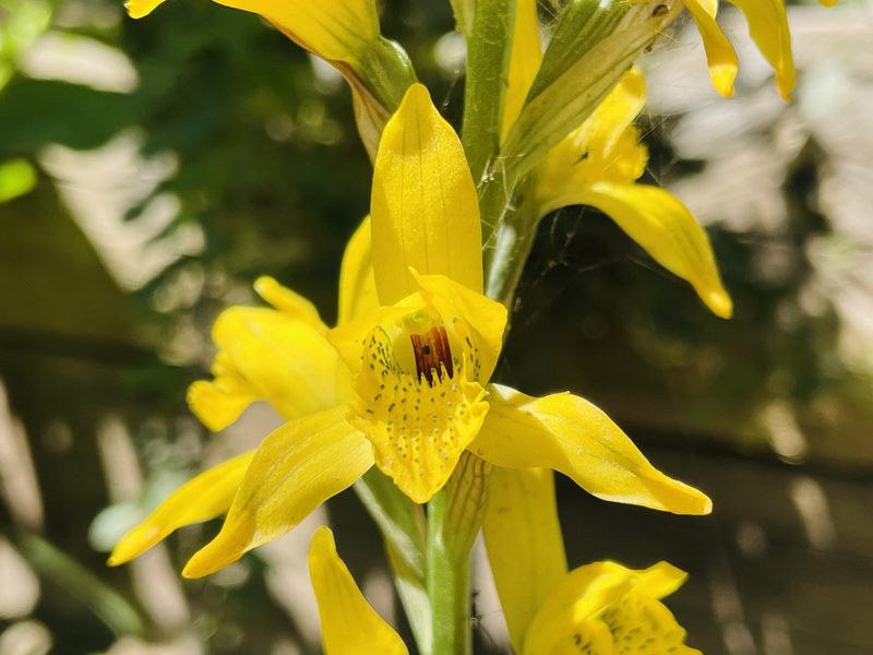 Chloraea chrysantha, photographed by Francisco E. Fonturbel