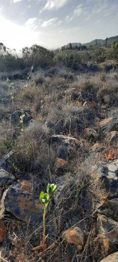 Chloraea tectata, photographed by Orlando Fuenzalida