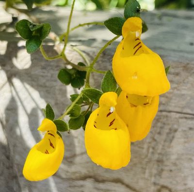 Calceolaria corymbosa, photographed by Francisco E. Fonturbel