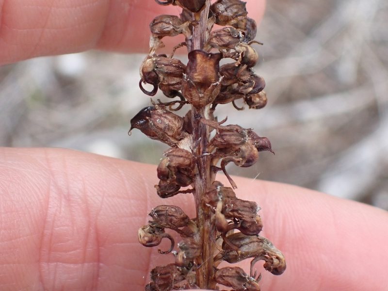 Pedicularis groenlandica, photographed by Ellyne Geurts