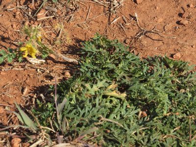 Solanum rostratum, photographed by Calinsdad