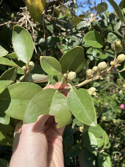 Lagunaria patersonia, photographed by Thomas Mesaglio