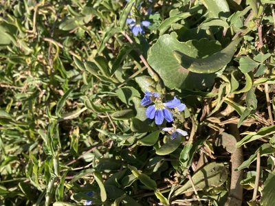 Scaevola calendulacea, photographed by Thomas Mesaglio