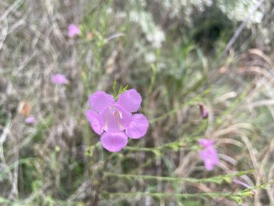 Agalinis heterophylla, photographed by Reid Hardin