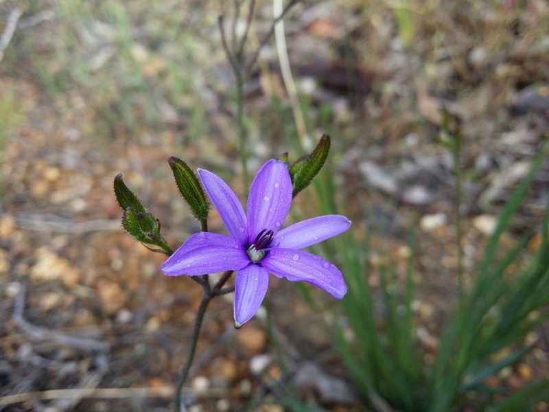 Agrostocrinum hirsutum, photographed by Helium Luo